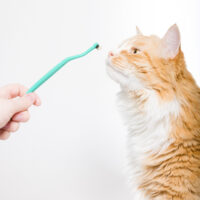 Best cat toothbrush sustainably designed by Ryercat