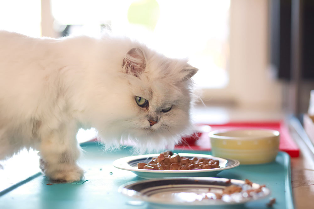 alternatives to kibble for cats