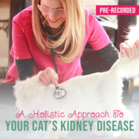A Holistic Approach to Your Cat's Kidney Disease