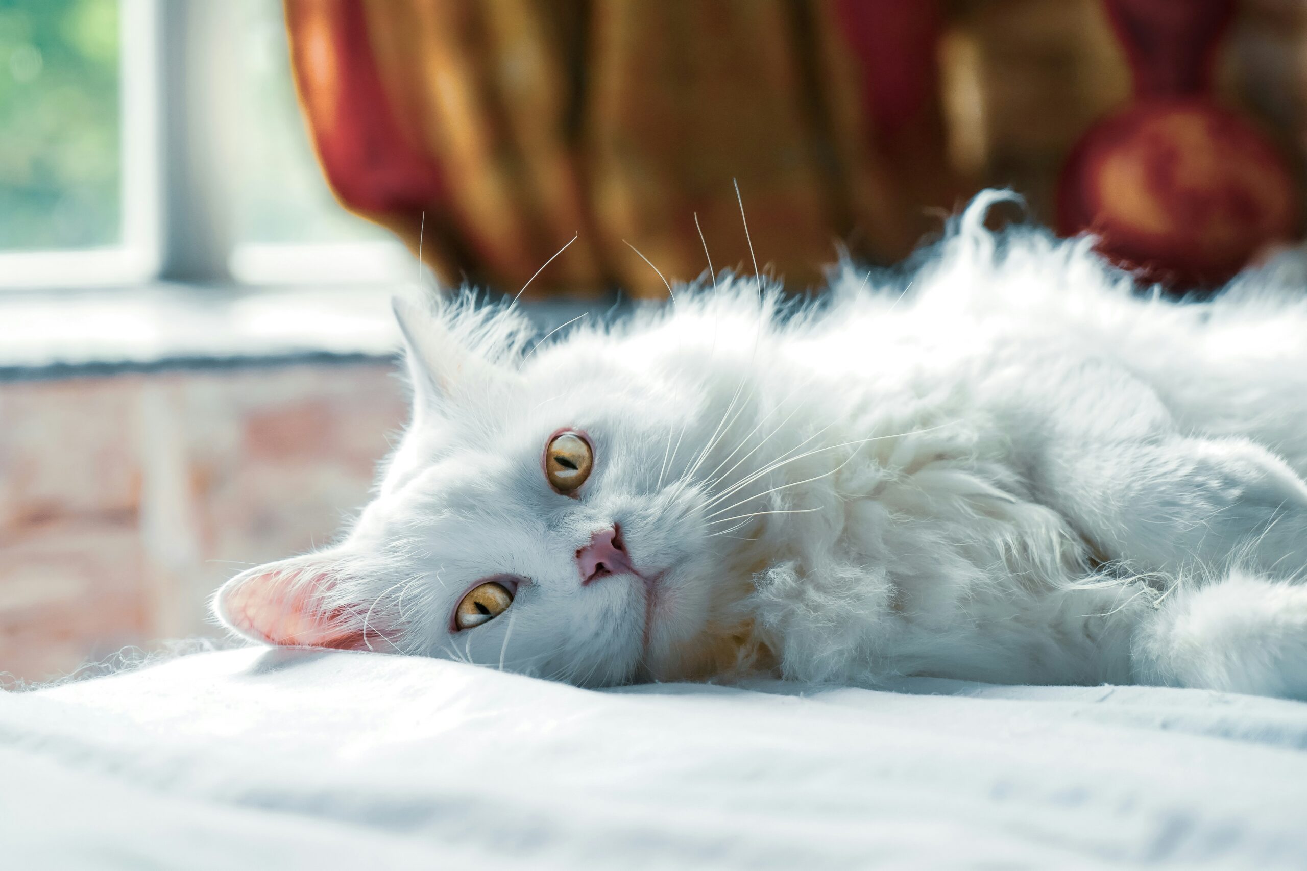 steroids for cats with ibd