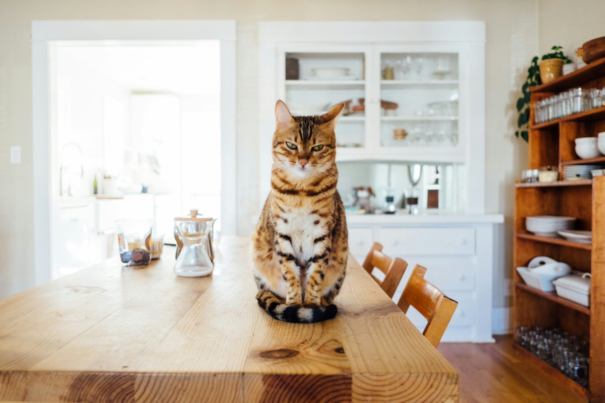 Best cat food for IBD cats