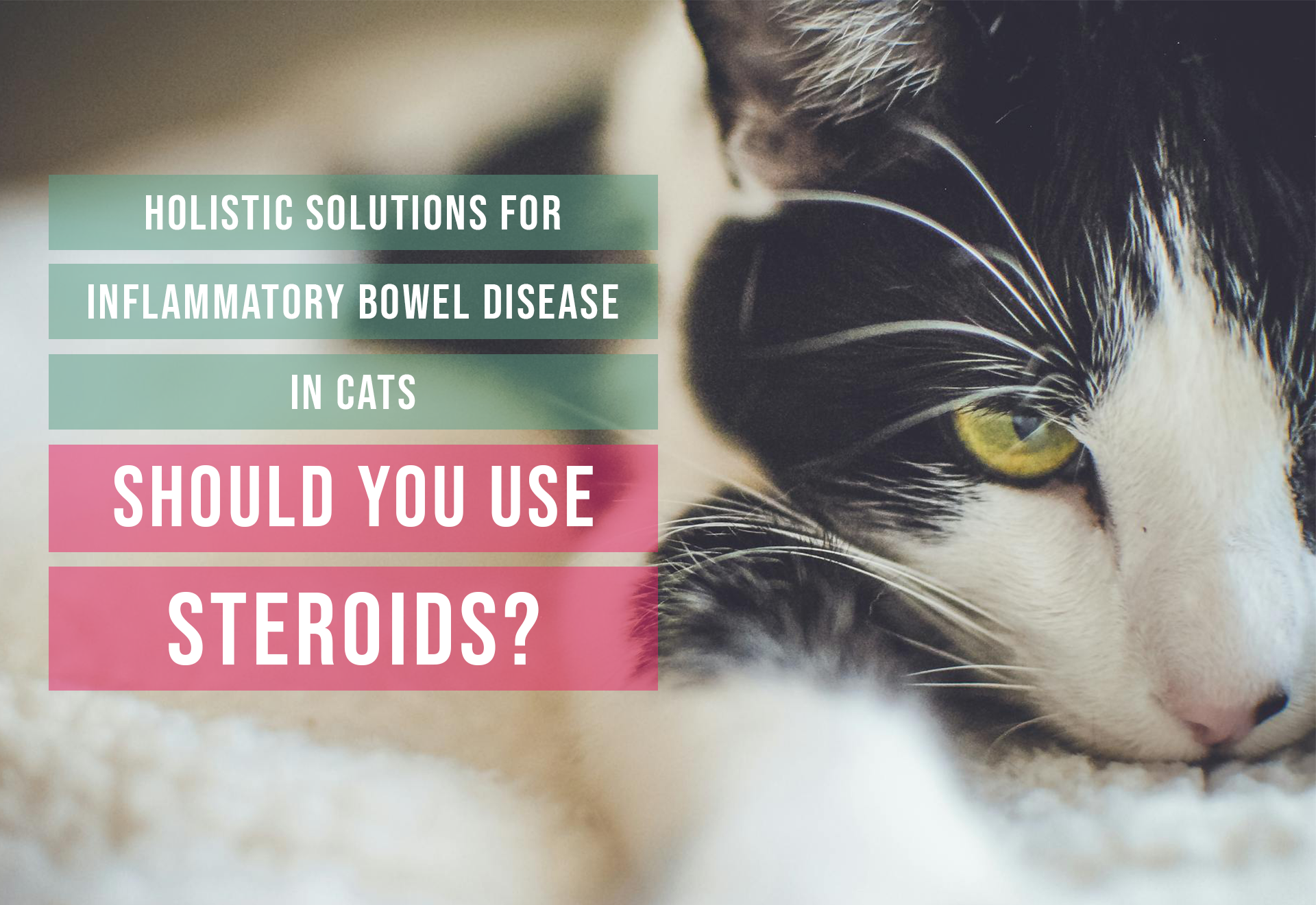 steroids for cats with ibd