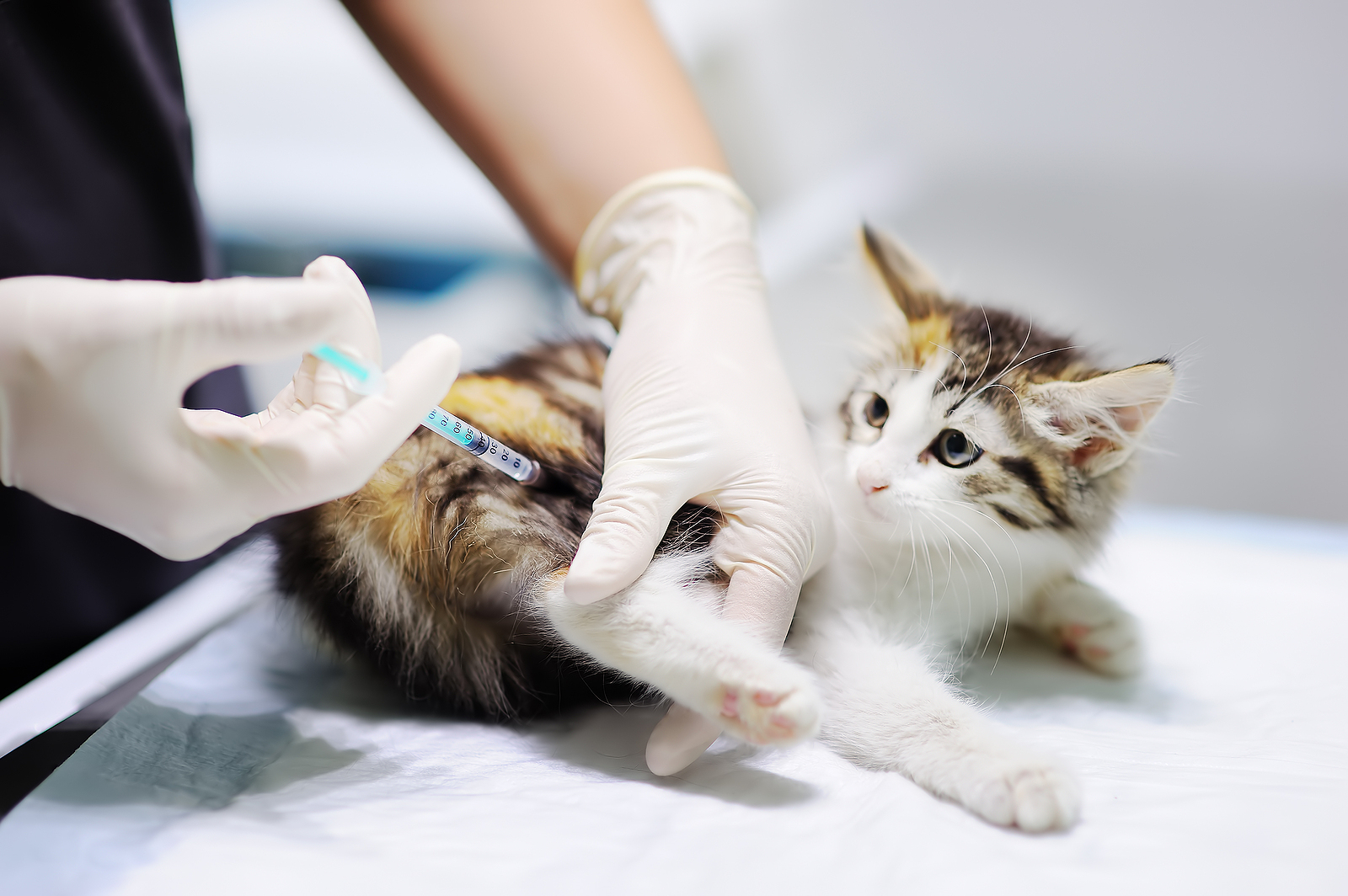 cat vaccines and cancer in cats. kitten receiving vaccine