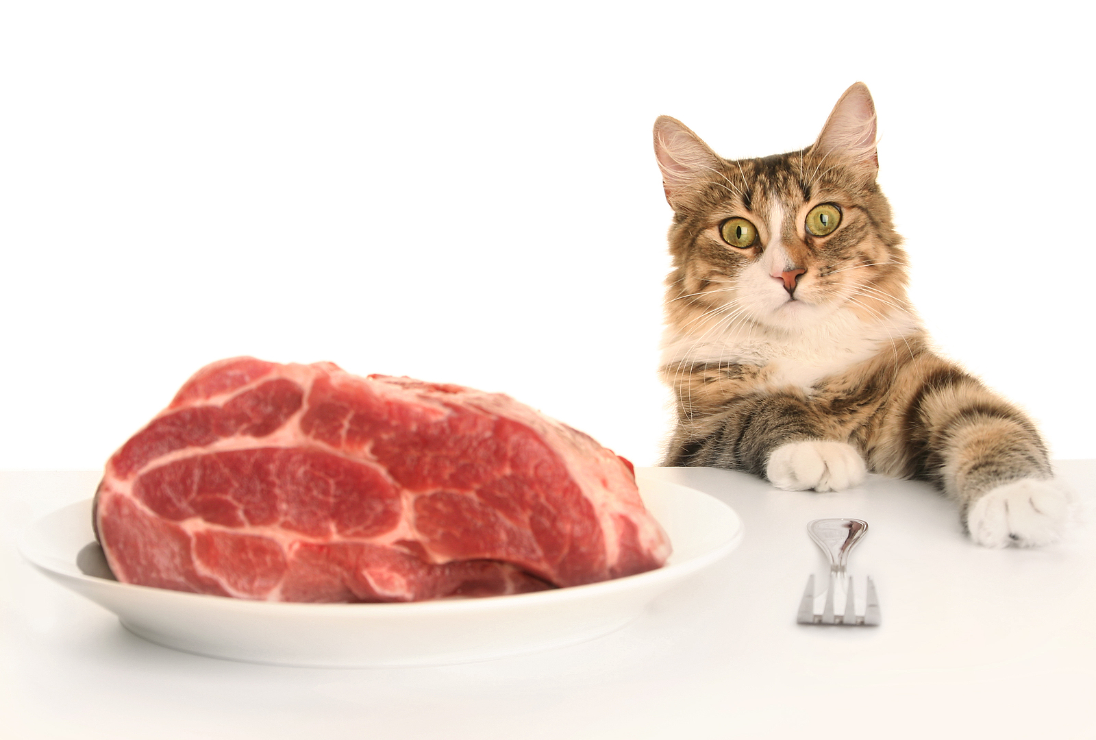 Avian Influenza and raw food for cats